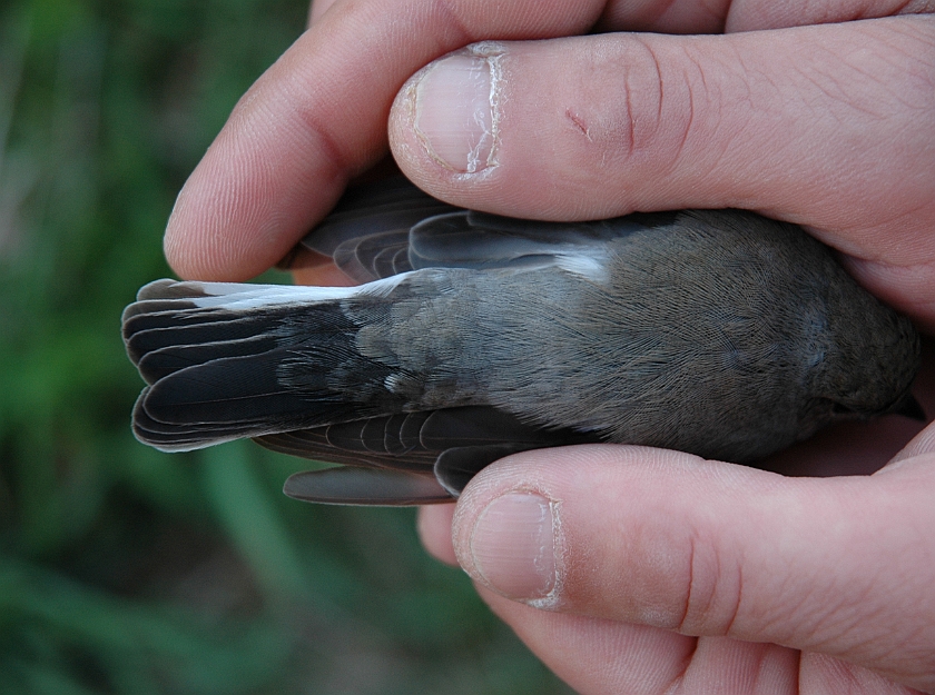 Collared Flycatcher, Sundre 20060506